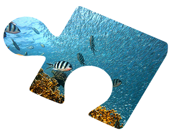 puzzle-v-ocean